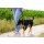 Dehnbare Trainingsleine WALKER - Zugkraft absorbierend - Übungsleine gegen Ziehen - Hundeleine Kurz (schwarz)