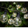 BULB Gartenlichterkette mit 100 LED - warmweiß Partybeleuchtung Partylichterkette Lichterkette IP44